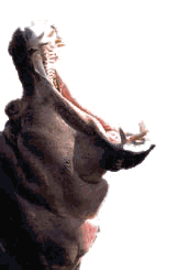 Ippopotamo