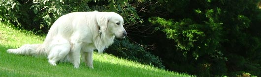 Anteprima - Clicca per ingrandire